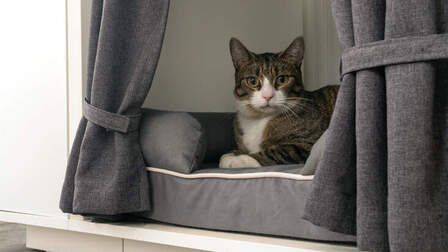 6 Best House For Cats of 2026