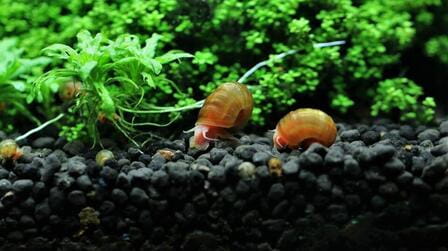Different Types Of Aquarium Snails