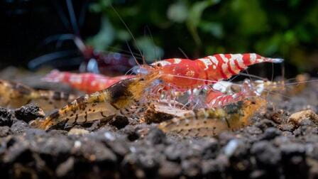 Different Types Of Aquarium Shrimp