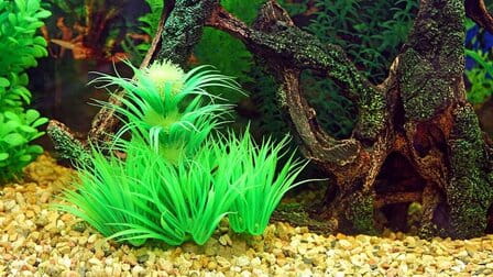 Different Types Of Aquarium Algae