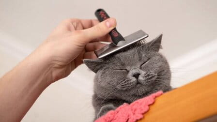 6 Best Brush For Cats Shedding of 2025