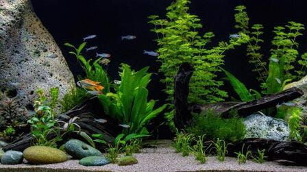 Different Types Of Aquarium Plants