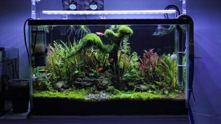 Different Types Of Aquarium Moss