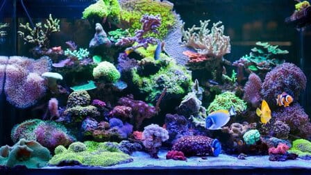 How To Decorate Aquarium At Home