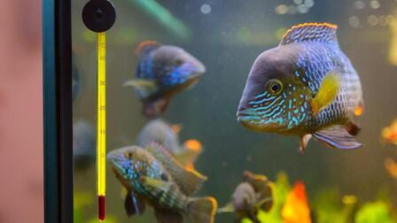 How To Maintain Aquarium Temperature How To Maintain Aquarium Temperature