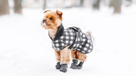 6 Best Dog Boots For Small Dogs of 2025 6 Best Dog Boots For Small Dogs of 2025
