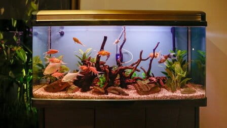 How To Keep Aquarium Water Clear