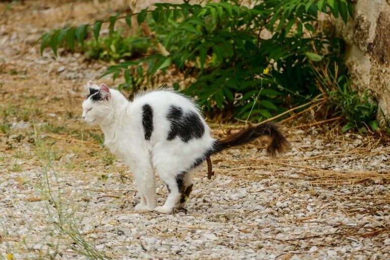 How Can We Prevent Cats From Pooping In Yard