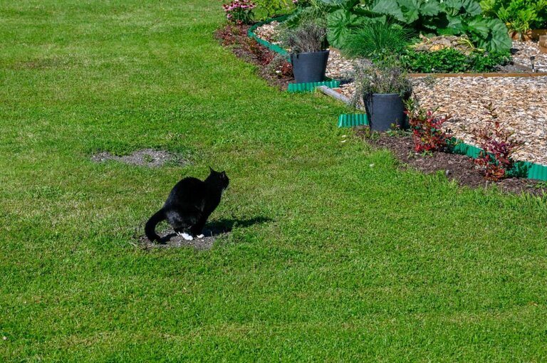 How Can We Prevent Cats From Pooping In Yard