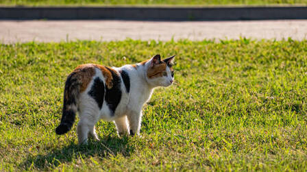 How Can We Prevent Cats From Pooping In Yard