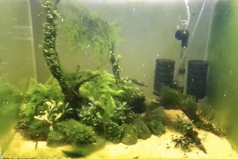 How To Prevent Algae Growth In Aquarium