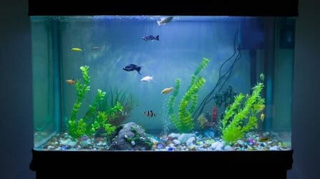 How To Prevent Algae Growth In Aquarium