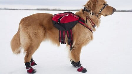 6 Best Dog Boots For Large Breeds of 2025 6 Best Dog Boots For Large Breeds of 2025