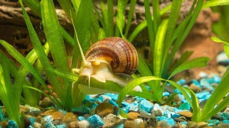 How To Avoid Snails In Aquarium