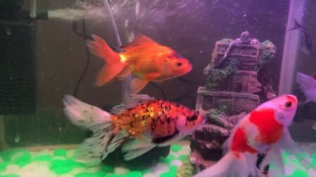 How To Stop Cloudy Fish Tank Water How To Stop Cloudy Fish Tank Water