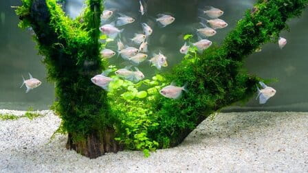 How To Clear Cloudy Aquarium Water From Sand