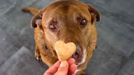6 Best Dog Snacks of 2025