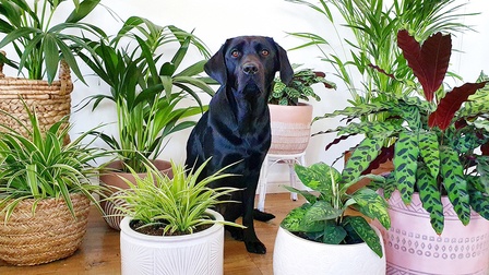 Houseplants Safe For Cats And Dogs