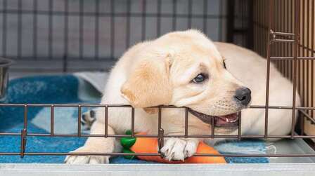 6 Best Replacement Pans For Dog Crates of 2026