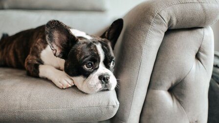 How To Choose A Pet Sofa For The Living Room