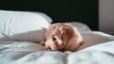 6 Best Bladder Support For Dogs of 2026