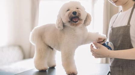 How To Choose Dog Clippers