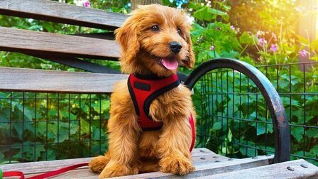 How To Choose A Harness For A Dog
