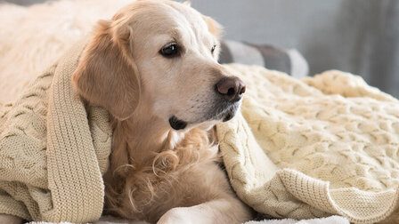 6 Best Dog Blankets For Chewers of 2026