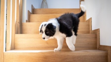 How To Choose Dogs Stairs