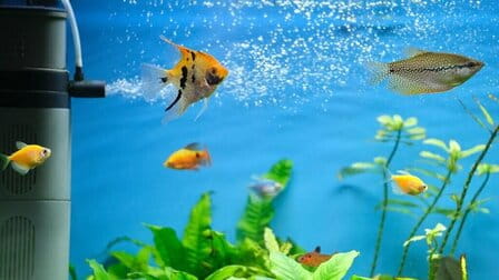 How To Raise Ph Level In Aquarium