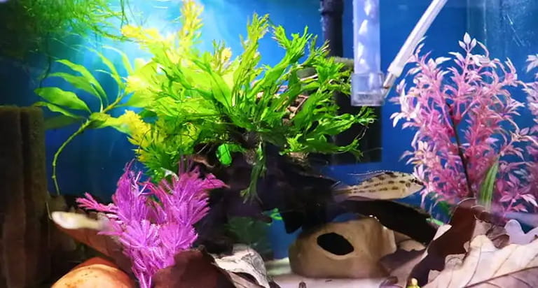 How To Raise Kh In Aquarium Naturally