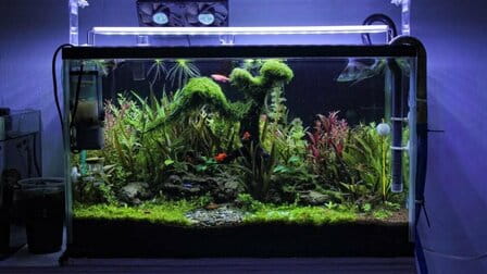 How To Raise Kh In Aquarium Naturally