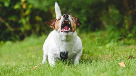 6 Best Dog Barking Control Device of 2025