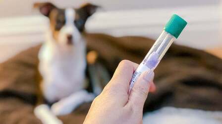 How to Choose Dog DNA Test Kit