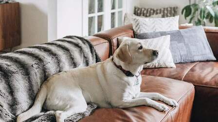 6 Best Pet Cover For Sofa of 2026