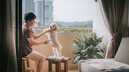 How To Brush Your Dog