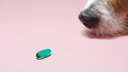 How To Choose Health Supplements For Dogs
