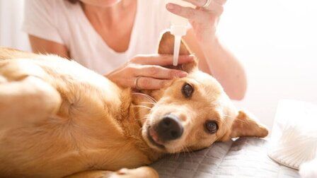 How To Clean Your Dog's Ears