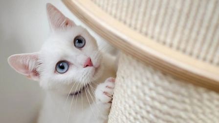 6 Best Scratchers For Cats of 2026