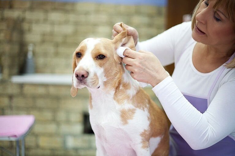 How To Keep Dog Ears Dry