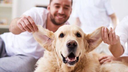 How To Keep Dog Ears Dry