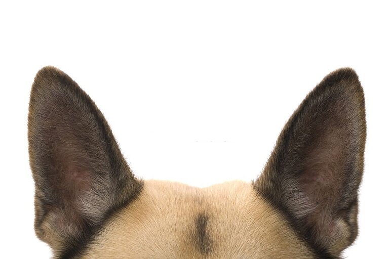 How To Keep Dog Ears Up