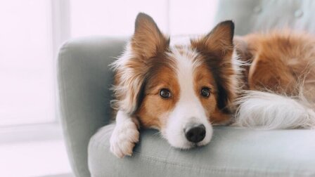 6 Best Sofa For Pets of 2026