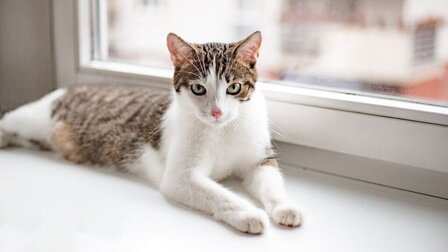 How To Calm A Stressed Cat After Moving
