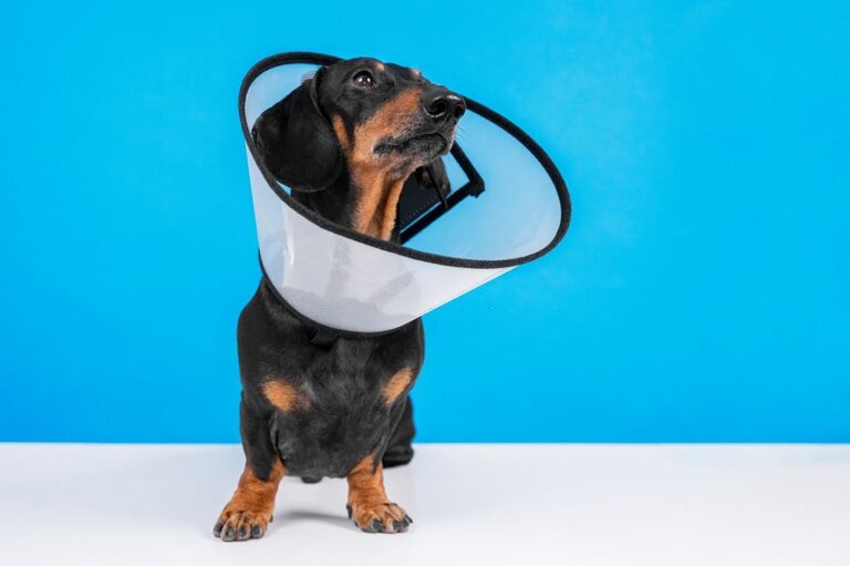 How To Choose Soft Cones For Dogs