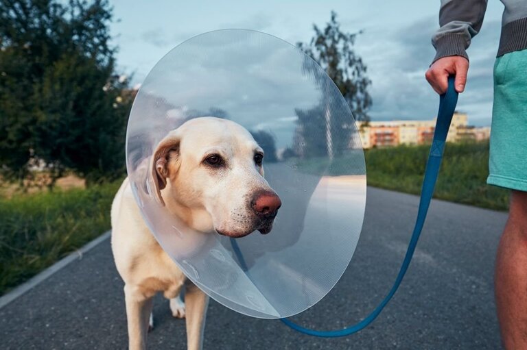 How To Choose Soft Cones For Dogs