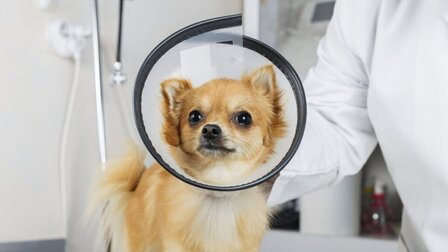 How To Choose Soft Cones For Dogs