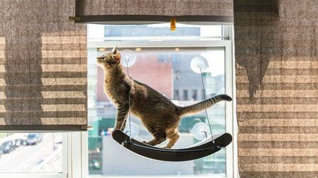 6 Best Window Hammock For Cats of 2026