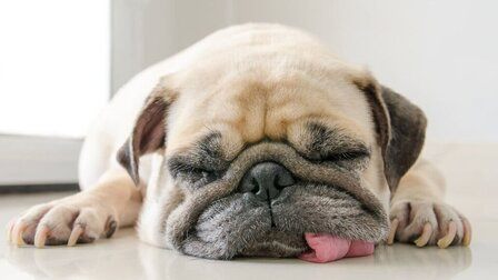 How To Calm A Dog Down When Panting