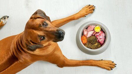 How to Choose Best Dog Food